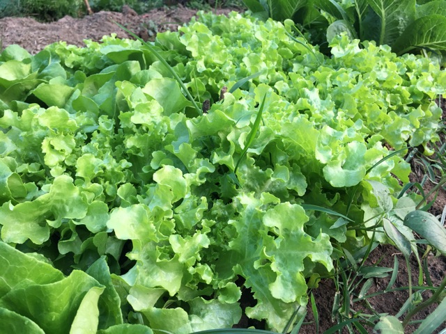 ปุ๋ยอินทรีย์ ชนิดเม็ด เร่งใบ บำรุงต้น ปรับสภาพดิน แบ่งขาย 1 กิโลกรัม (ซีโอไลท์สูตรพิเศษ) - รูปที่ 3