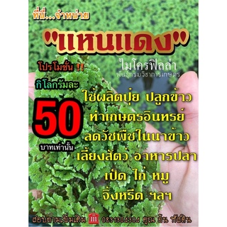 แหนเเดง ไมโครฟิลล่า 🍀🍀โลละ50฿เท่านั้น‼️ขายราคาถูกที่สุดในประเทศไทย