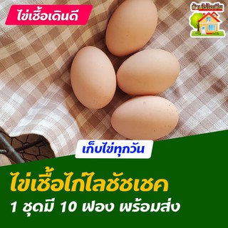 ไข่เชื้อไก่ไลท์ชัชเชค ออสเตรเลีย สำหรับการฟัก 10 ฟอง