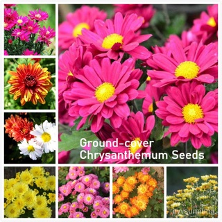 คละ สวนครัว ปลูก/เมล็ดพันธุ์ เก๊กฮวยคลุมดิน Ground-cover Chrysanthemum Seeds บรรจุ 100 เมล็ด ต้/อินทรีย์ คละ สวนครัว ดอก