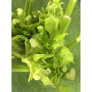 เซเลอรี่สด ปลอดสารพิษ- เซเรอลี่ มีใบรับรองปลอดสาร เซรารี่ เซลารี่ Celery ผักสด ขึ้นฉ่ายฝรั่ง ขึ้นช่ายฝรั่ง
