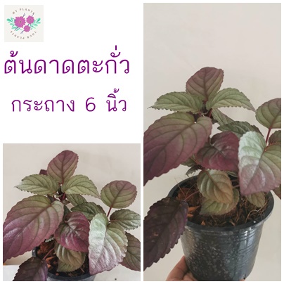 ต้นดาดตะกั่ว หรือ ต้นม่วงเศรษฐี ไม้มงคล กระถาง 6 นิ้ว