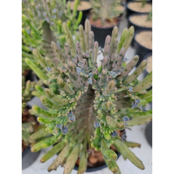 เศรษฐีล้านล้าน Kalanchoe tubiflora cristata ราคา ถูกที่สุด ดีลบีเคเค แกลเลอรีภาพที่ 7