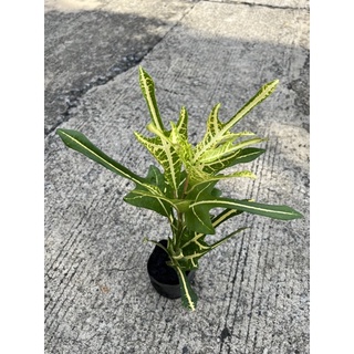 ต้นโกสน พันธุ์ตรีน้ำตก ไม้มงคล สูง 20-30 ซม  Patsorntree (ต้นโกสนซื้อ3ต้นฟรี1ต้น)