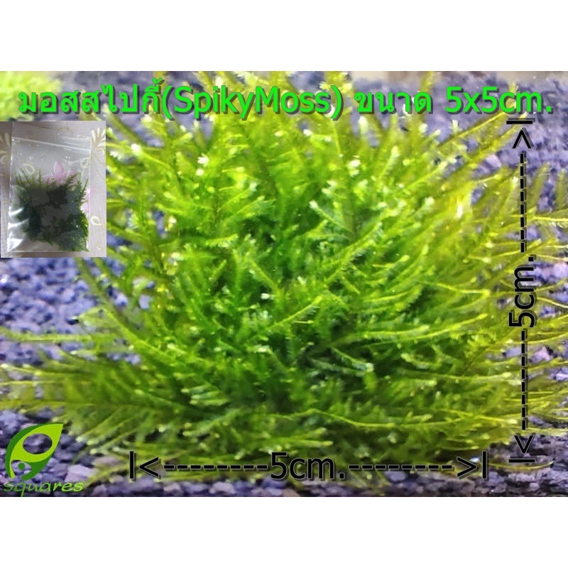 มอสสไปกี้(SpikyMoss)