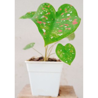 บอนสี สาวน้อยประแป้ง (Caladium bicolor) ในกระถาง 3"