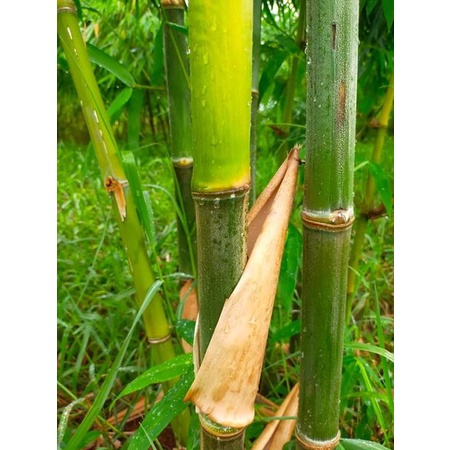 🎄ไผ่สร้างไพร ไผ่เลี้ยงลำ ไผ่เลี้ยงยักษ์ ลำใหญ่ ตรง ใช้งานได้หลากหลาย หน่อรับประทานได้ ต้นพันธ์ขุดเหง้าชำถุงรากเดินดีแล้ว - รูปที่ 7