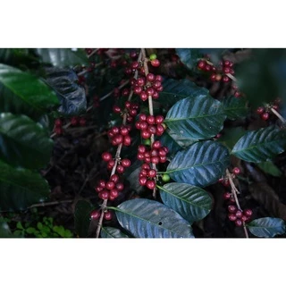CR เมล็ดกาแฟคั่วเข้ม Dark Roast ขนาด 500 กรัม จากจังหวัดเชียงราย คั่วใหม่ทุกวัน ส่งออกทุกเช้า