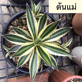 หน่อ Agave lophantha Quadricolor ส่งฟรี