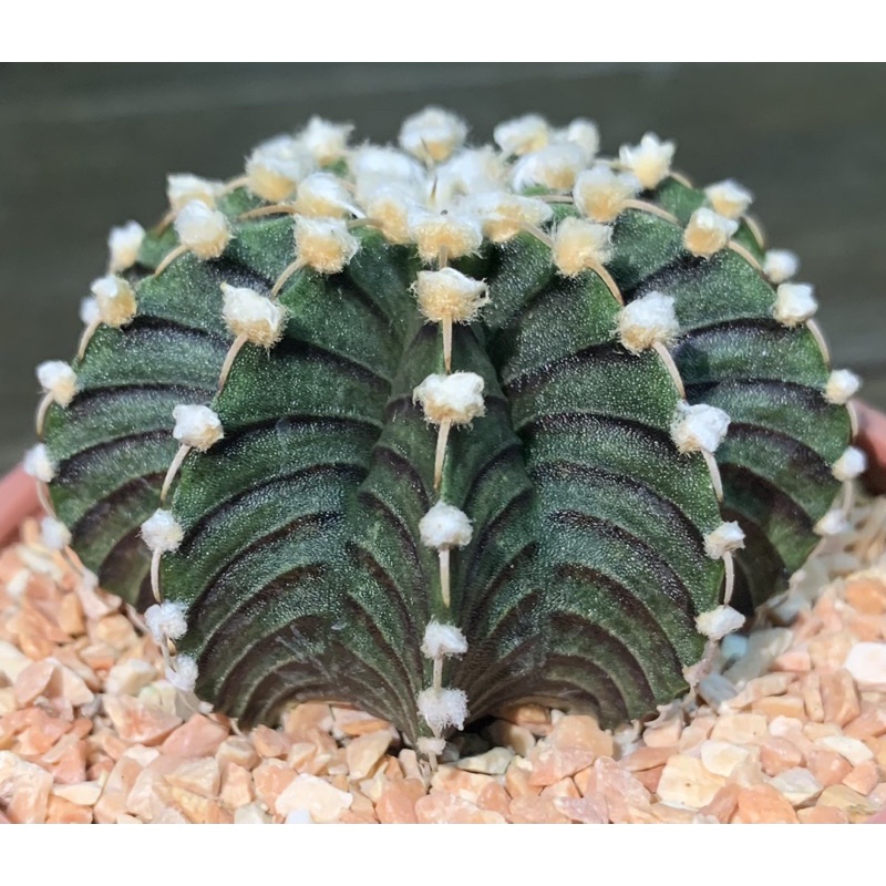 LB2178แท้ ดอทฟู ไม้เมล็ด🌵 ขนาด 6.7 ซ.ม.