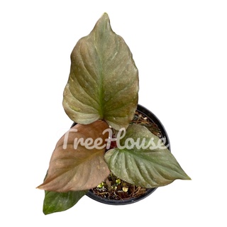 เสน่ห์จันทร์สัมฤทธิ์ (Homalomena sp. junsumrit) กระถาง 4 นิ้ว (rare item)