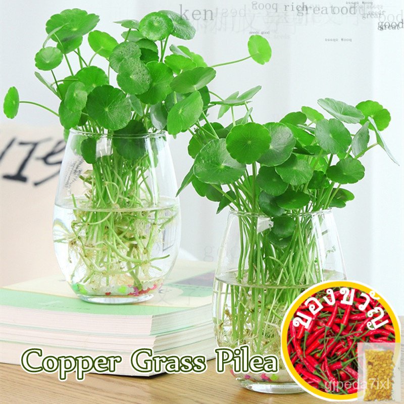 [เติบโตเร็ว] 50เมล็ดเมล็ดทองแดงคุณภาพดี Pilea เมล็ดพันธุ์สำหรับปลูก Green Hydroponic Gardening Seeds เมล็ดน้ำ Orname S0D