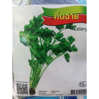 คื่นฉ่าย (Celery) เจียใต๋