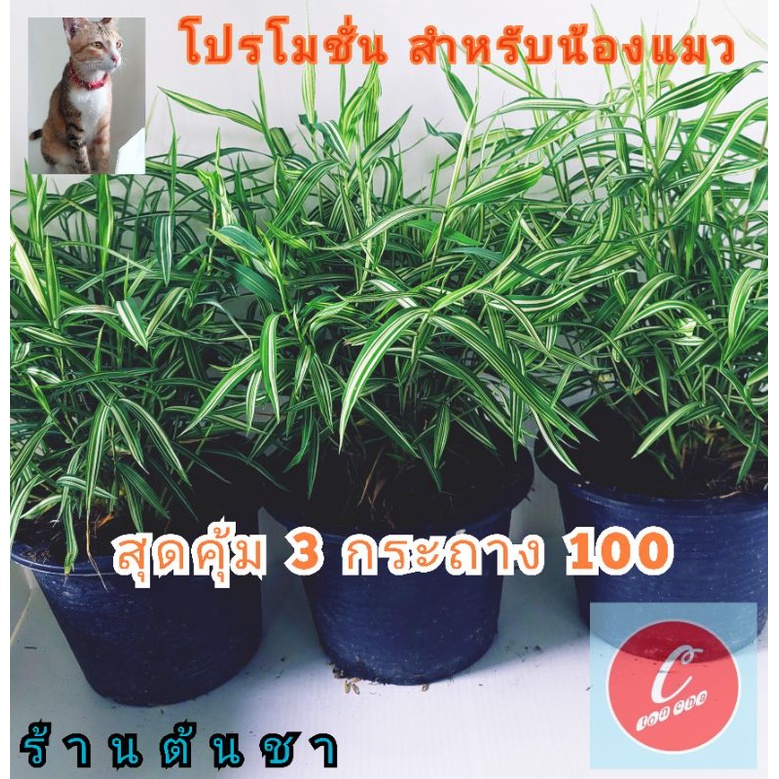 รูปภาพ 3