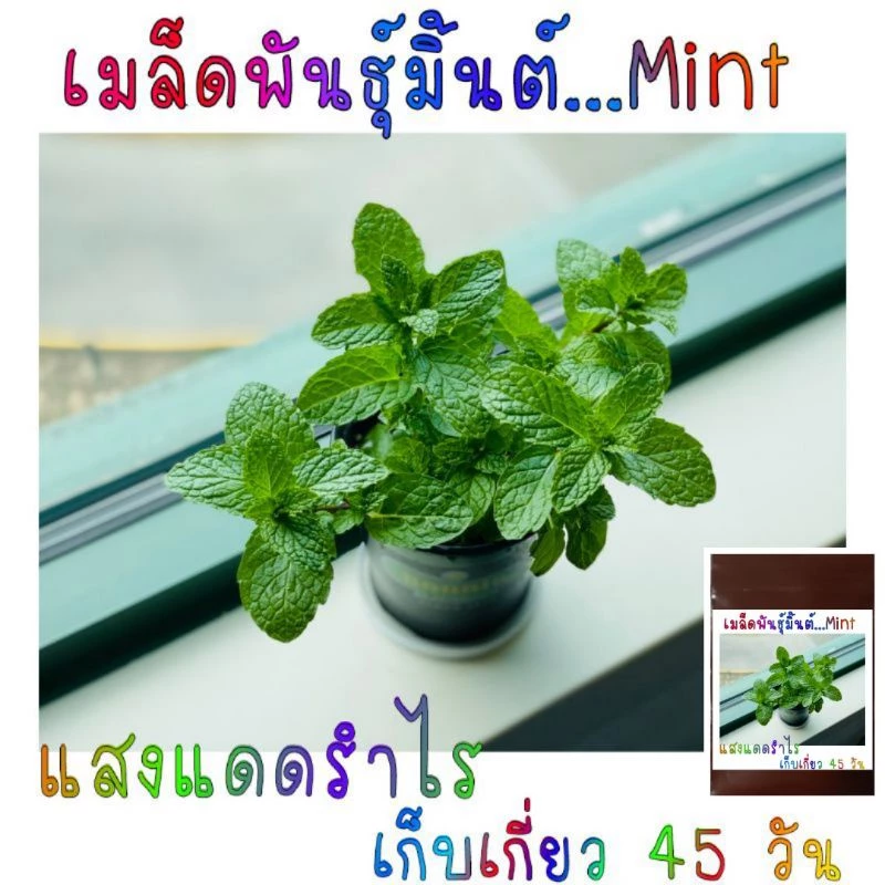 50 เมล็ดพันธุ์ ใบมิ้นต์ฝรั่ง 50เมล็ด