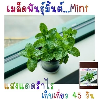 50​ เมล็ด​พันธุ์​ ใบมิ้นต์ฝรั่ง​ 50เมล็ด​