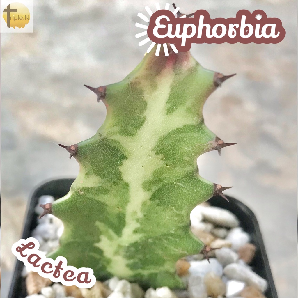 [ยูโฟเบียแลคเทีย] Euphorbia Lactea ส่งพร้อมกระถาง แคคตัส Cactus Succulent Haworthia ไม้อวบน้ำ พืชอวบน้ำ หนาม โขด