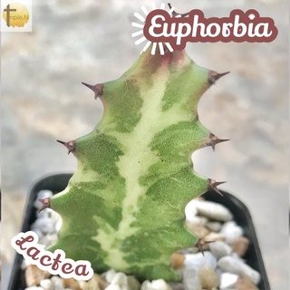 [ยูโฟเบียแลคเทีย] Euphorbia Lactea ส่งพร้อมกระถาง แคคตัส Cactus Succulent Haworthia ไม้อวบน้ำ พืชอวบน้ำ ไม้หนาม ไม้โขด