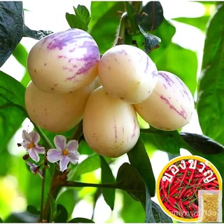 （10seeds-sd127）Pepino Melon, Solanum muricatum Aiton seeds园艺/seeds/母婴/香菜/内裤/向日葵/生菜/男装/通心菜/木瓜/ GTJI