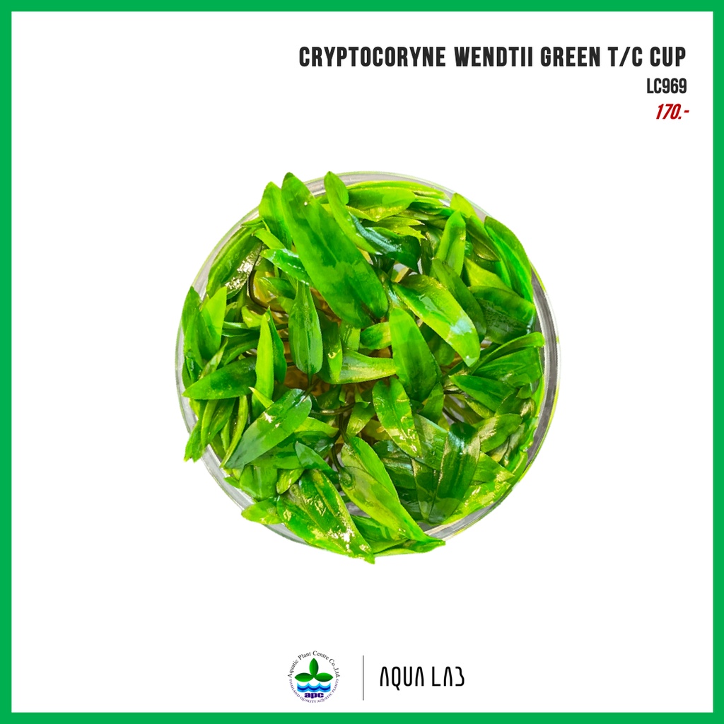 [APC] Cryptocoryne wendtii green (คริปเขียว) [ไม้น้ำ - Aquatic Plant] LC969