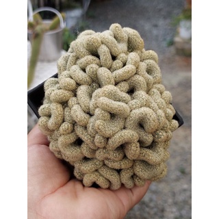 mammillaria elongata cristata