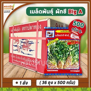 เมล็ดพันธุ์ผักชี ผักชีบิ๊กเอ Big A 500 กรัม (ยกลัง 36 ถุง) เมล็ดผักชีปลาทอง เมล็ดพันธุ์ผักชียกลัง เมล็ดพันธุ์ตราปลาทอง