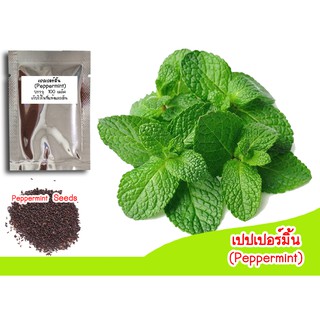 เปปเปอร์มิ้น (peppermint) 100 เมล็ด  เมล็ดเปปเปอร์มิ้น เปเปอร์มิ้น ปลูกมิ้น เมล็ดพันธุ์เปปเปอร์มิ้น herb สมุนไพรฝรั่ง