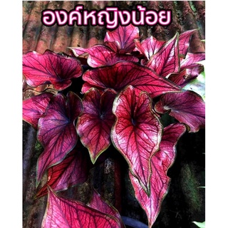 บอนสี นามว่า องค์หญิงน้อย (ส่งต้นกัดสีแล้ว)🍀🪴บอนเก่าน่าสะสม