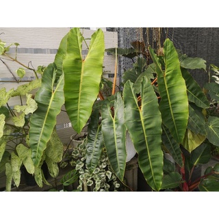 ฟิโลเดนดรอนก้านส้ม (Philodendron Billietiae Croat) หรือฟิโลก้านส้ม  ถ่ายจากต้นจริง กระถาง 6 นิ้ว ทักแชตขอดูได้นะคะ