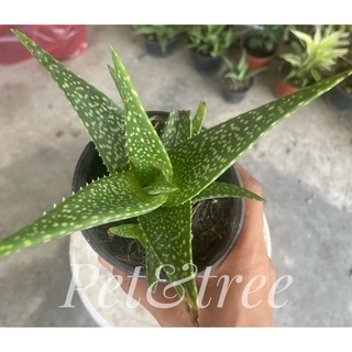 🐊ว่านหางจระเข้แคระ Aloe vera(aloe)🪴🐊ว่างหางจระเข้ 🪴พร้อมกระถาง3-5นิ้ว🪴ฟอร์มสวย🪴ไม้ฟอกอากาศ⭐️ราคาถูกสุด📦แพคดีส่งไว