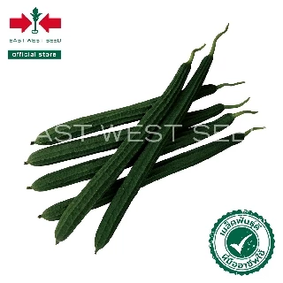 ศรแดง เมล็ดพันธุ์บวบเหลี่ยม วิกเกอร์เอ F1 (East-West Seed) เมล็ดพันธุ์ ผักสวนครัว ตราศรแดง