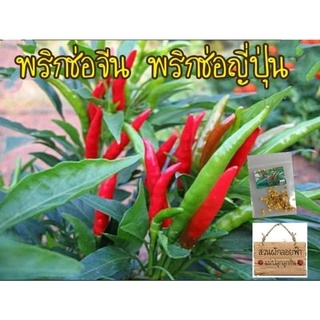 เมล็ดพันธุ์ พริกช่อจีน 50 เมล็ด Thee Cherry Pepper Seed เมล็ดแท้ นำเข้า