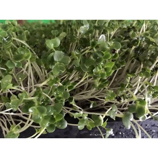 เมล็ดไมโครกรีน Kale Microgreen บรรจุ 500 เมล็ด