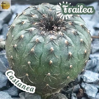 [เฟรเลียแคสตาเนีย] Frailea Castanea ส่งพร้อมกระถาง แคคตัส Cactus Succulent Haworthia Euphorbia ไม้หายาก พืชอวบน้ำ ไม้หนา