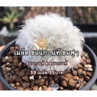 🌵เมล็ดพันธุ์แคคตัส🌵 ขนแกะแท้ 30 เมล็ด กระบองเพชร