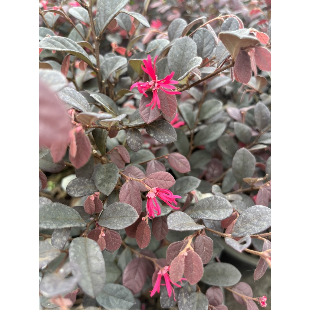 ต้นหงฟู่ กระถาง 8 นิ้ว