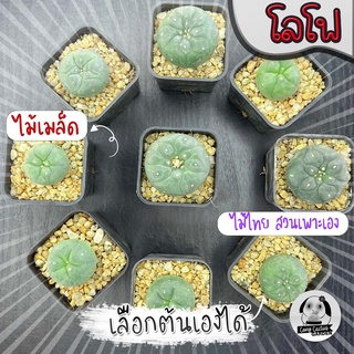 ต้นโลโฟ ไม้ไทย (เลือกต้นได้) ไม้เมล็ด ( ต้นกระบองเพชร Lophophora )🌵ต้นแคคตัส❤️