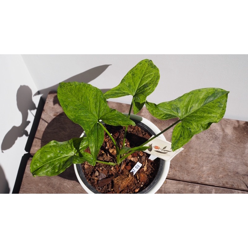 เงินไหลมา โมจิโตะ (syngonium mojito) MJ02