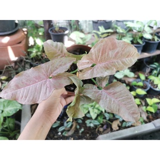 เงินไหลมา​ด่างชมพู​ Syngonium Pink Spot Marble