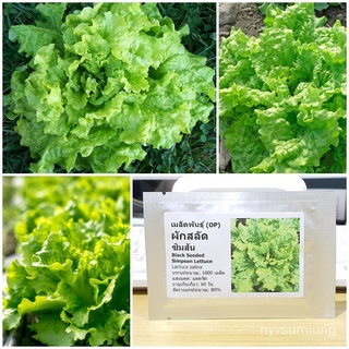 ขายดี สวนครัว/เมล็ดพันธุ์ ผักสลัด ซิมสัน (Black Seeded Simpson Lettuce Seed) บรรจุ 1000 เมล็ด ค/เมล็ด เมล็ดพันธุ์ ต้น