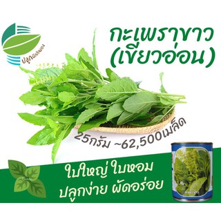 กะเพราขาว ~62,500 เมล็ด (Holy Basil)​