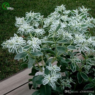 50 เมล็ด สโนว์ออนเดอะเมาท์เทน - Snow on the mountain (Euphorbia marginata)