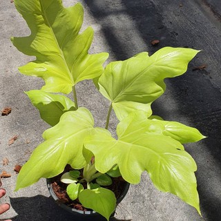 Philodendron Selloum Golden [ฟิโลเดนดรอน ใบมะละกอทอง]