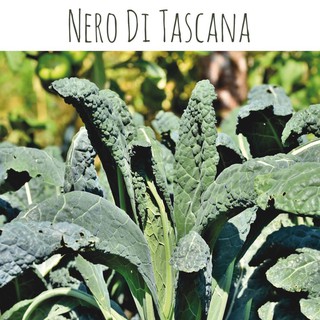 เมล็ด Kale เขียว Nero Di Tascana 100 เมล็ด /ซอง