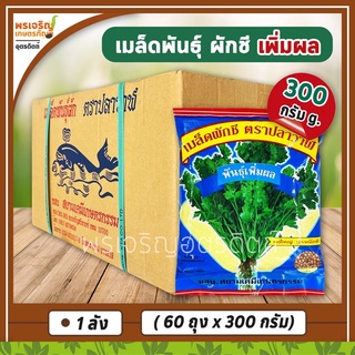 เมล็ดพันธุ์ผักชี ผักชีเพิ่มผล กอใหญ่ 300 กรัม (ยกลัง 60 ถุง) เมล็ดผักชีปลาวาฬ เมล็ดพันธุ์ยกลัง เมล็ดพันธุ์ตราปลาวาฬ