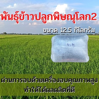 พันธุ์ข้าวปลูกพิษณุโลก2 เมล็ดพันธุ์ ข้าวปลูกพิษณุโลก2 เมล็ดพันธุ์ข้าว พันธุ์ข้าวพิษณุโลก2 ให้ผลผลิตดี