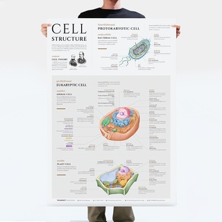 โปสเตอร์โครงสร้างเซลล์ Cell Structure