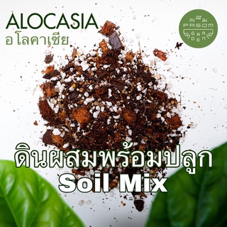 ดินผสมพร้อมใช้ สูตร 3 อโลคาเซีย (Alocasia) Pasom Garden -  ดินปลูกต้นไม้ วัสดุปลูกปรุงสำเร็จ ดินอร่อย Aroid Soil Mix