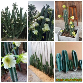 (1ท่อน)(ขาย ท่อนพันธุ์) ต้น กิ่ง ท่อน แคคตัส คอนโดนางฟ้า Cereus peruvianus / Fairytale castle ปราสาทนางฟ้า กระบองเพชร แค