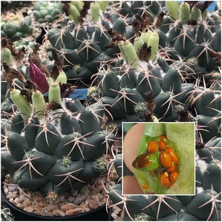 เมล็ดช้างแคคตัส 20 เมล็ด(Coryphantha Seed Mix)